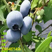 2年F6蓝莓苗生长习性
