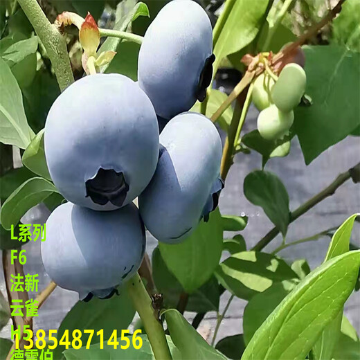 新品种蓝莓苗哪里有卖的，南高丛蓝莓苗价位一览表