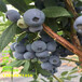 2年智利杜克蓝莓苗好吃的新品种