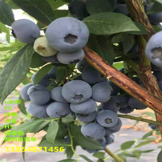 哪里有蓝莓苗丨蓝莓苗品种特性