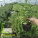 3年新高蓝莓苗值得发展的新品种