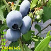 3年早熟藍莓苗高產品種介紹