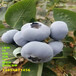 智利杜克蓝莓苗生长习性