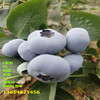 珠寶藍莓苗丨營養杯珠寶藍莓苗適合哪里種植