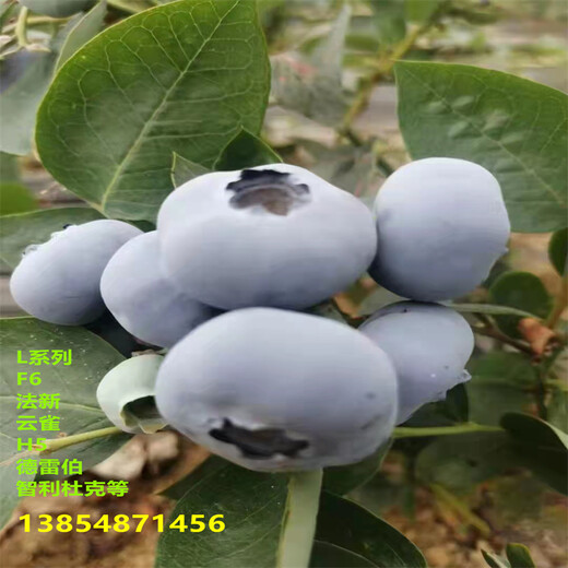 1年蓝丰蓝莓苗品种特性