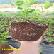 南高丛蓝莓苗丨营养杯南高丛蓝莓苗种植介绍