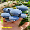 哪里有萊寶藍莓苗丨萊寶藍莓苗近期多少錢一株