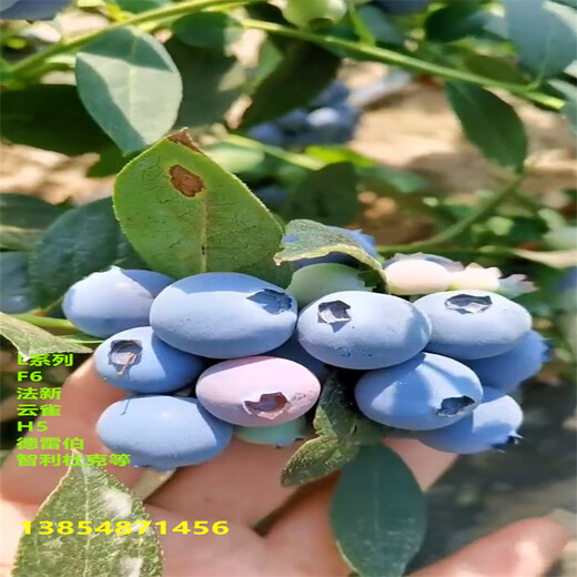 南高丛蓝莓苗丨地栽南高丛蓝莓苗亩栽种多少棵