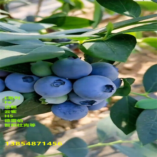 L25蓝莓苗丨地栽L25蓝莓苗这里有育苗基地