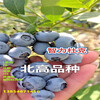南高叢藍莓苗丨營養杯南高叢藍莓苗適合哪里種植