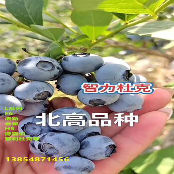 3年南高丛蓝莓苗品种特性