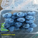 蓝莓苗高产品种介绍