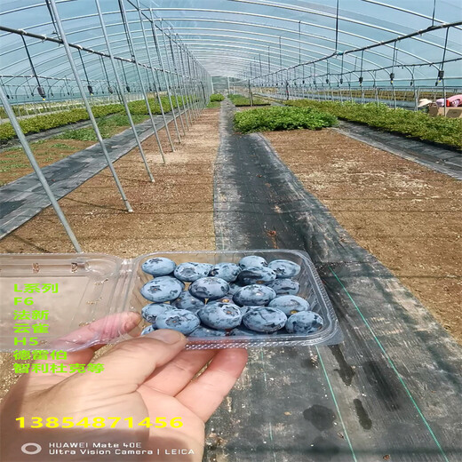 1年北高丛蓝莓苗种植要求