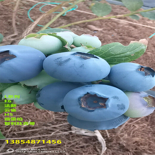 3年挂果蓝莓苗生长习性