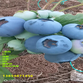1年南高丛蓝莓苗亩栽种多少棵