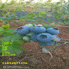 C1藍莓苗管理技術