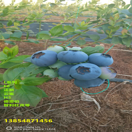 地栽2年早熟蓝莓苗高产品种推荐