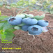 哪里有3年地栽天后蓝莓苗生长习性