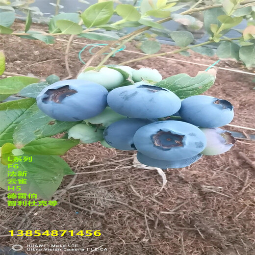 新品种法新蓝莓苗基地才卖多少钱