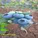新品种蓝丰蓝莓苗近期报价