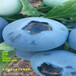 H5蓝莓苗的优点