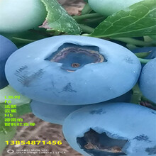 新品種大杯智利杜克藍莓苗才賣多少錢一顆圖片