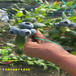 新品种组培新高蓝莓苗适应能力