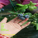 蓝丰蓝莓苗丨地栽蓝丰蓝莓苗值得发展的新品种