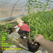 新品种营养杯南高丛蓝莓苗近期卖多少钱