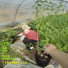 新品種地栽春高藍莓苗發展前景圖片