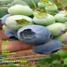 F6蓝莓苗丨营养杯F6蓝莓苗什么时候栽种合适