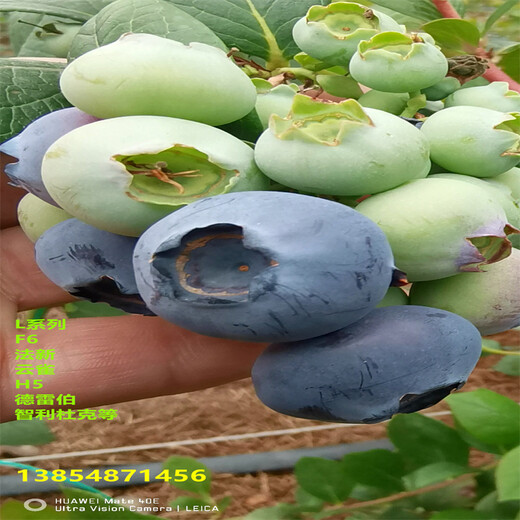 智利杜克蓝莓苗高产品种推荐