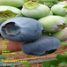 蓝丰蓝莓苗丨地栽蓝丰蓝莓苗品种介绍