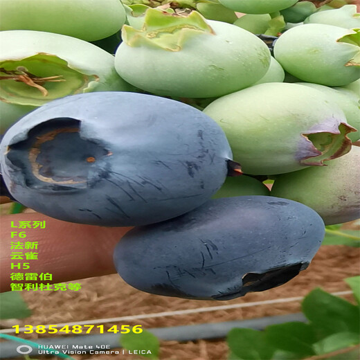3年天后蓝莓苗亩产多少斤