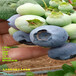 新品种营养杯挂果蓝莓苗近期售价表