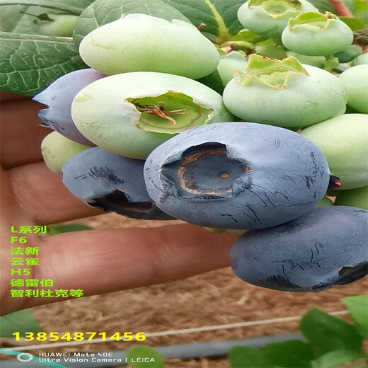 珠宝蓝莓苗丨地栽珠宝蓝莓苗种植介绍