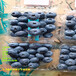 新品种地栽L蓝莓苗主产区价格