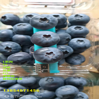 2年F6蓝莓苗栽培技术