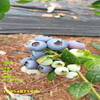 哪里有南高叢藍莓苗丨南高叢藍莓苗適合什么氣候