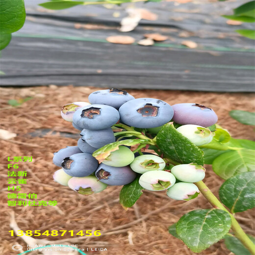 早熟蓝莓苗的优点