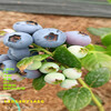 春高藍莓苗丨地栽春高藍莓苗產量怎么樣