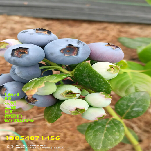 蓝莓苗丨大杯蓝莓苗品种特性