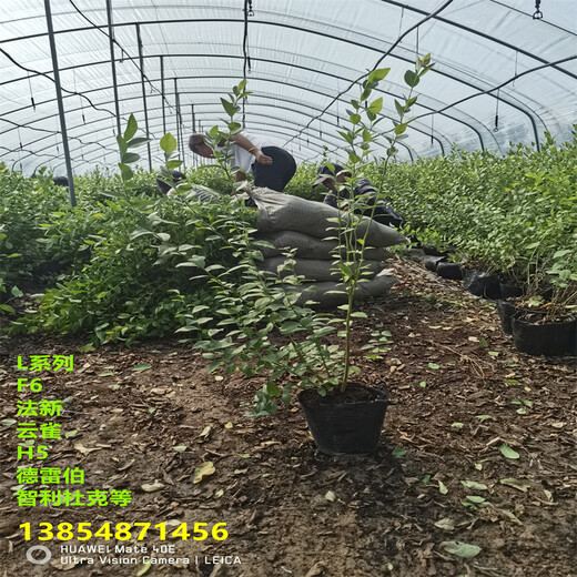 新高蓝莓苗丨地栽新高蓝莓苗亩栽种多少棵