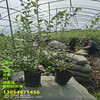 2年L25藍莓苗高產品種推薦
