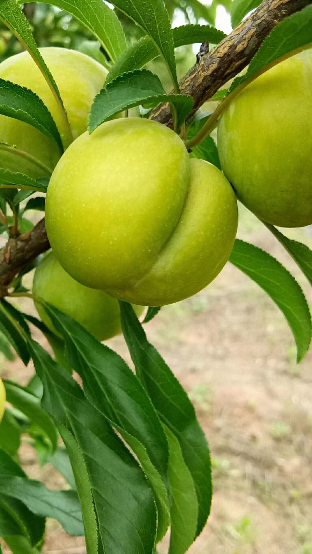 廣西南寧蜂糖李苗品種介紹,廣西南寧蜂糖李苗批發(fā)
