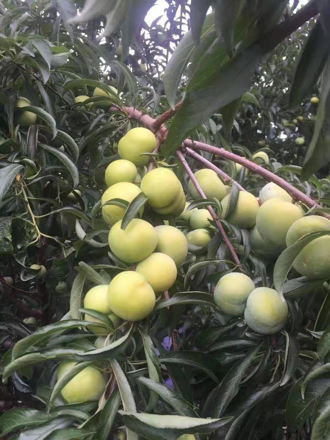 廣西南寧蜂糖李苗種植技術(shù),廣西南寧蜂糖李苗銷售