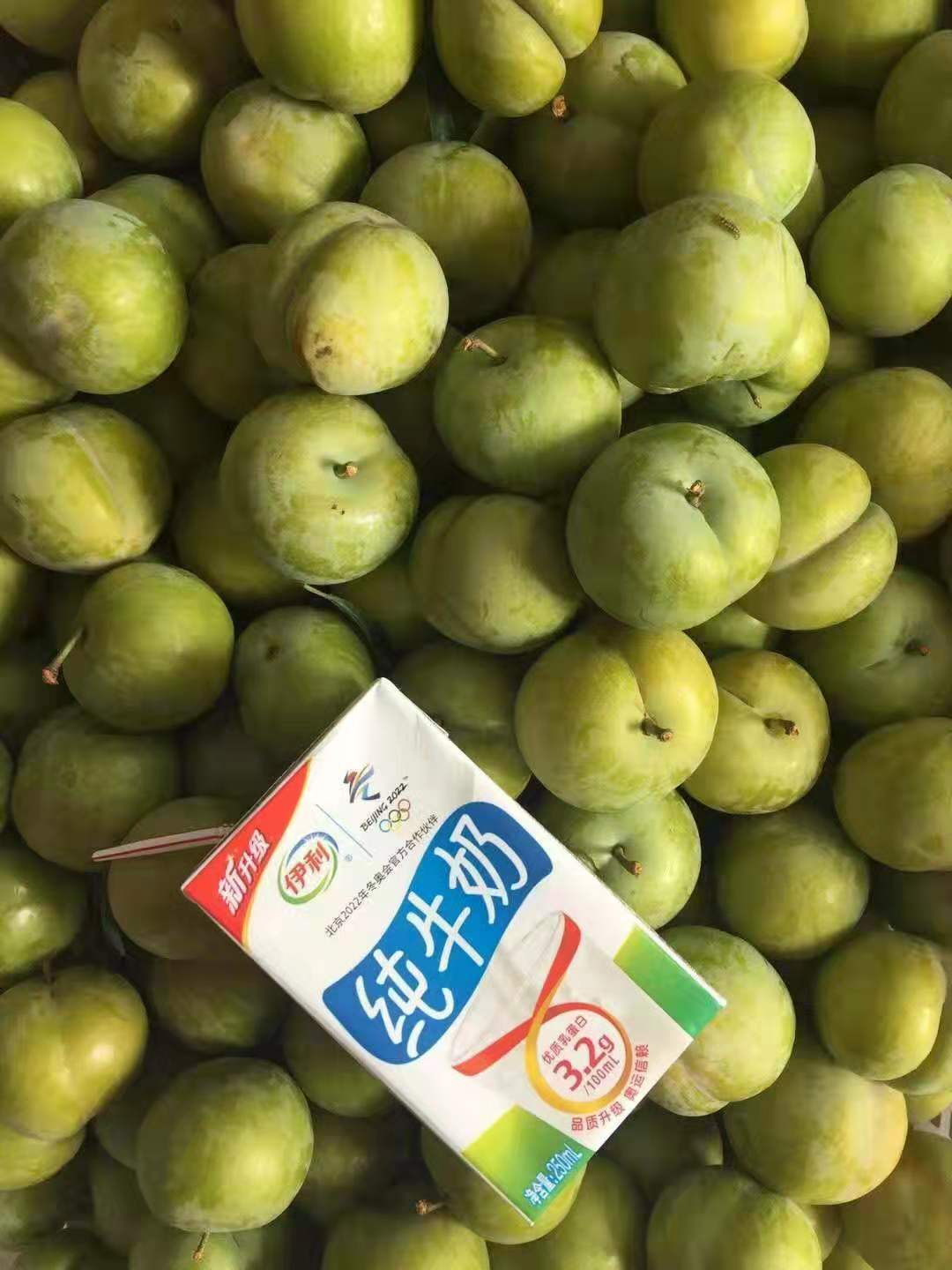 廣西桂林蜂糖李苗批發(fā)基地,廣西桂林蜂糖李苗苗圃