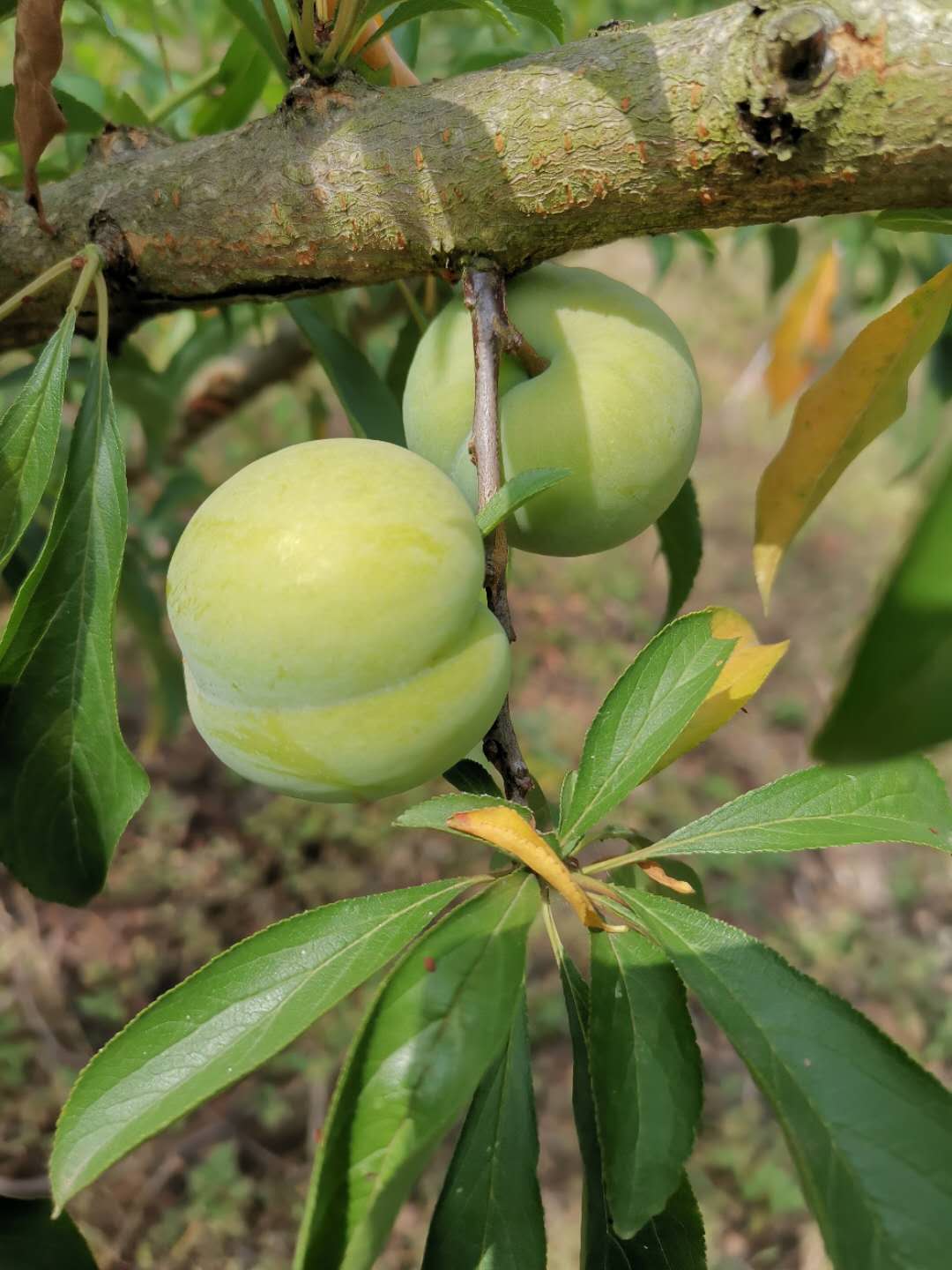 重慶合川蜂糖李子樹(shù)苗品種介紹,重慶合川蜂糖李子樹(shù)苗苗圃