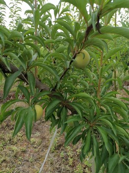 四川成都蜂糖李子樹(shù)苗多少錢(qián)一棵,四川成都蜂糖李子樹(shù)苗苗圃