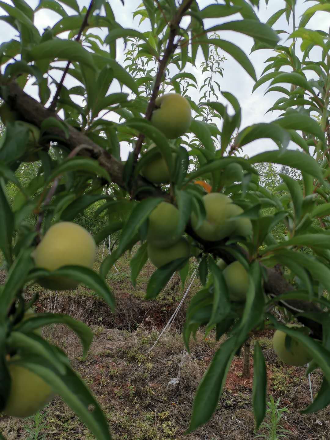 廣西梧州蜂糖李苗品種介紹,廣西梧州蜂糖李苗那里好
